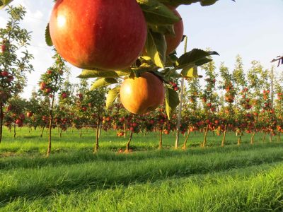 Apfelgarten wieder geöffnet
